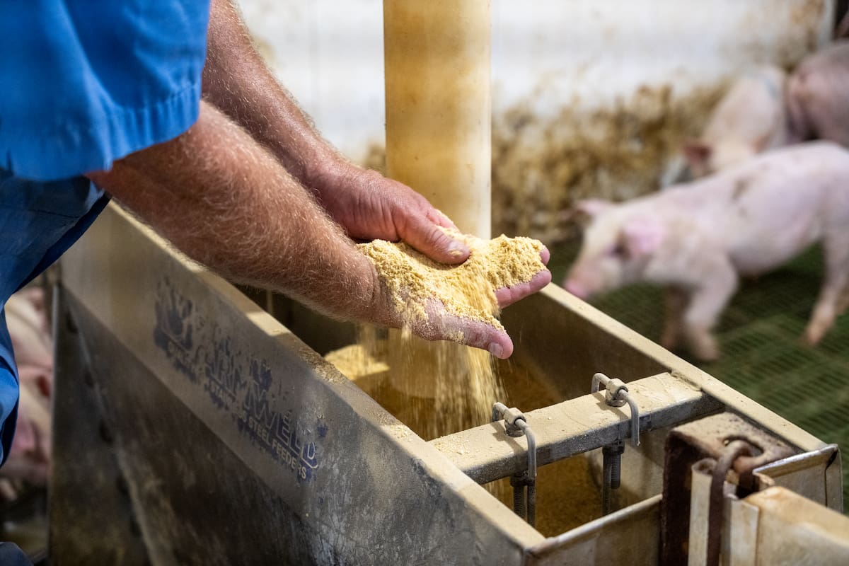Hands holding yellow feed for pigs.